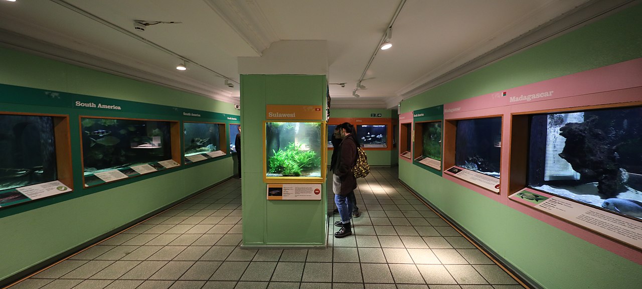 Aquarium Maintenance In Bolton Your Aquarium