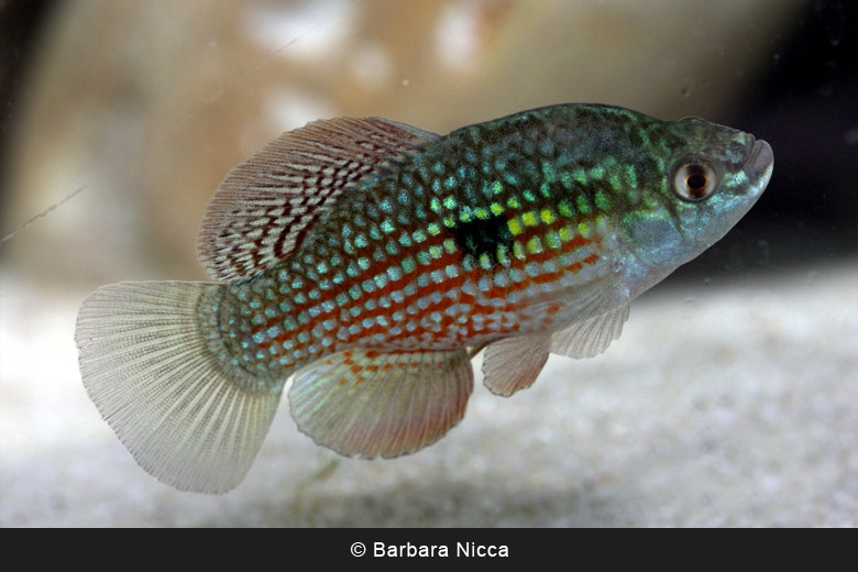 51 Best Temperate Aquarium Fish – Your Aquarium