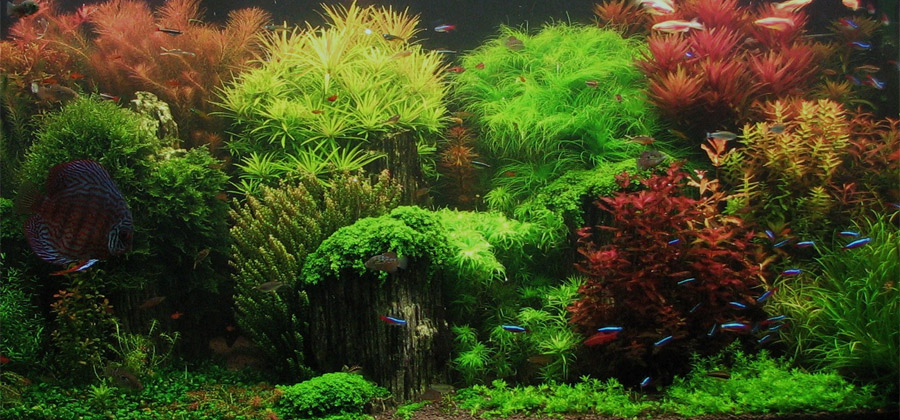Aquascaping: 'landscape gardening, but underwater