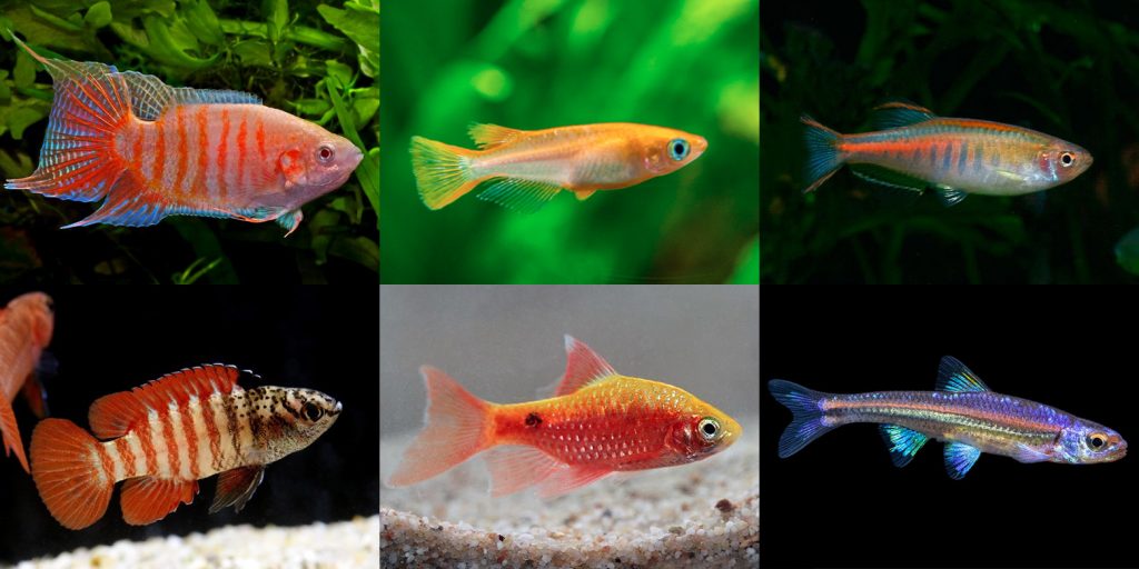 Where Your Pet Fish Live in the Wild—DIVE INTO THE  RAINFOREST! 