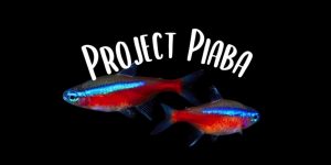project-piaba