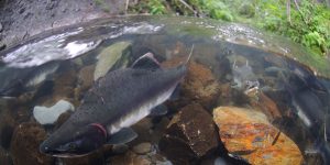 AI-Set-to-Safeguard-UK-Rivers-Against-Invasive-Fish-Species
