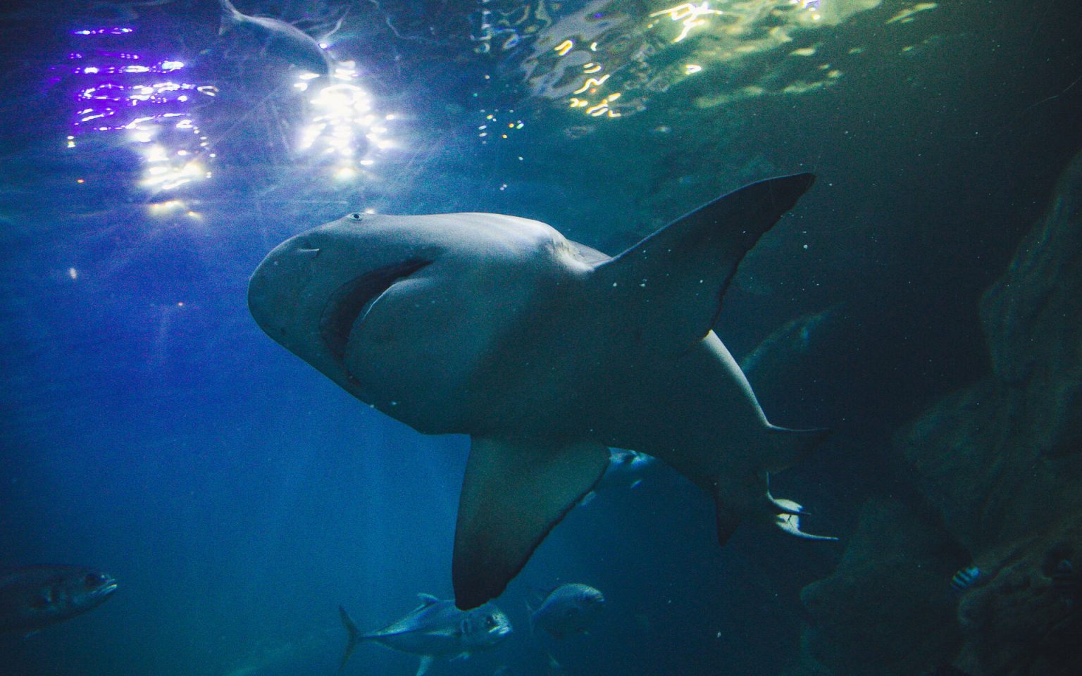 World’s Oldest Lemon Shark Passes Away at Plymouth Aquarium Your Aquarium