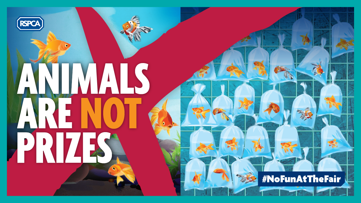 RSPCA Re-Launches #NoFunAtTheFair Goldfish Campaign - Your Aquarium