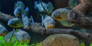 Red-Bellied-Piranhas-Return-to-Chester-Zoo