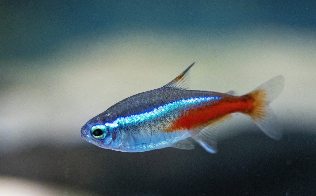 Join the Queue: Neon Tetras Observed Lining up in Emergencies – Your  Aquarium